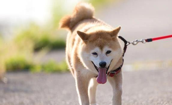 360配资网 柴犬胖胖笑容超治愈，拆家却毫不手软，你敢养吗？